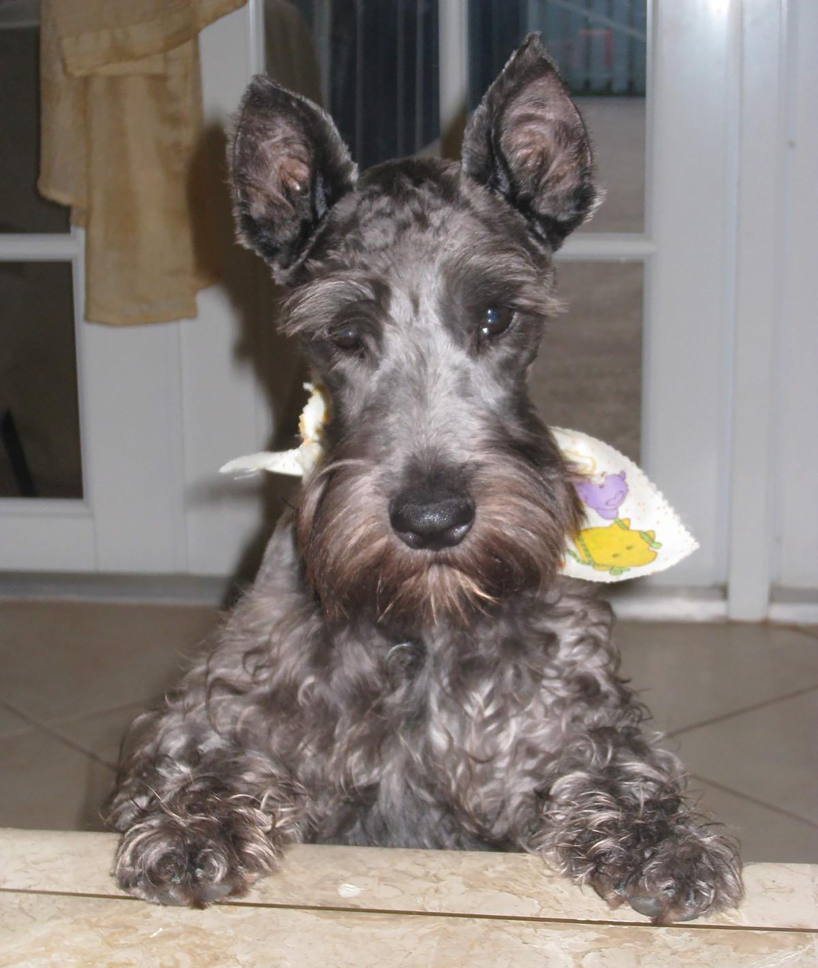 Natural photographic pet portrait